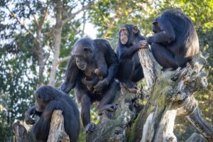Grupo de chimpancés en la selva ecuatorial de BIOPARC Valencia