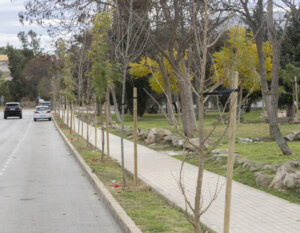 replantar árboles Godella