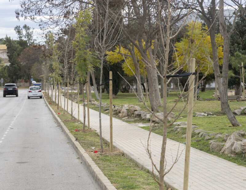 replantar árboles Godella