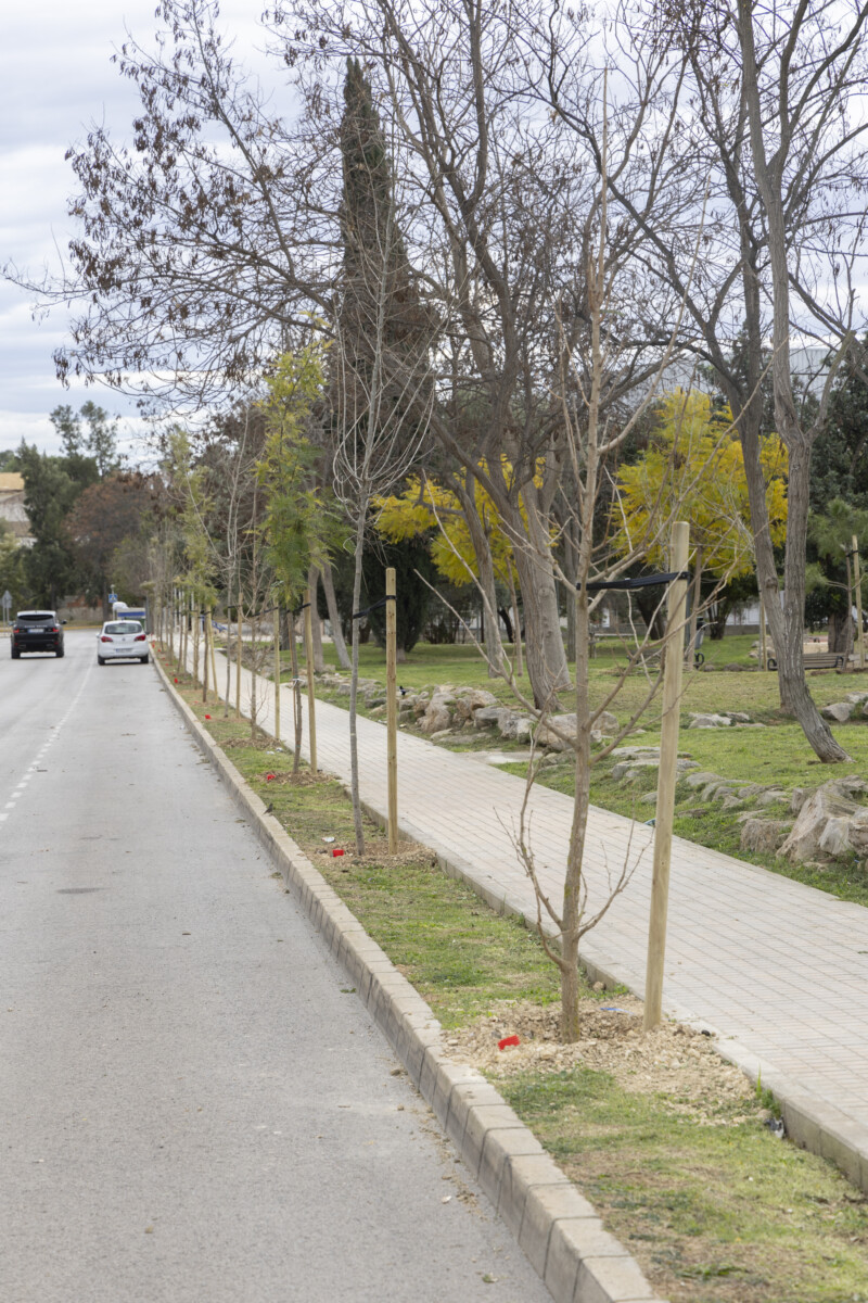 replantar árboles Godella