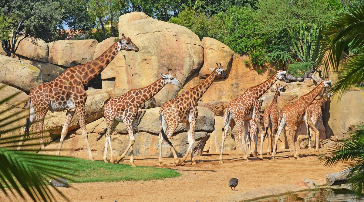 8 Jirafas recorriendo la sabana de BIOPARC Valencia - agosto 2018