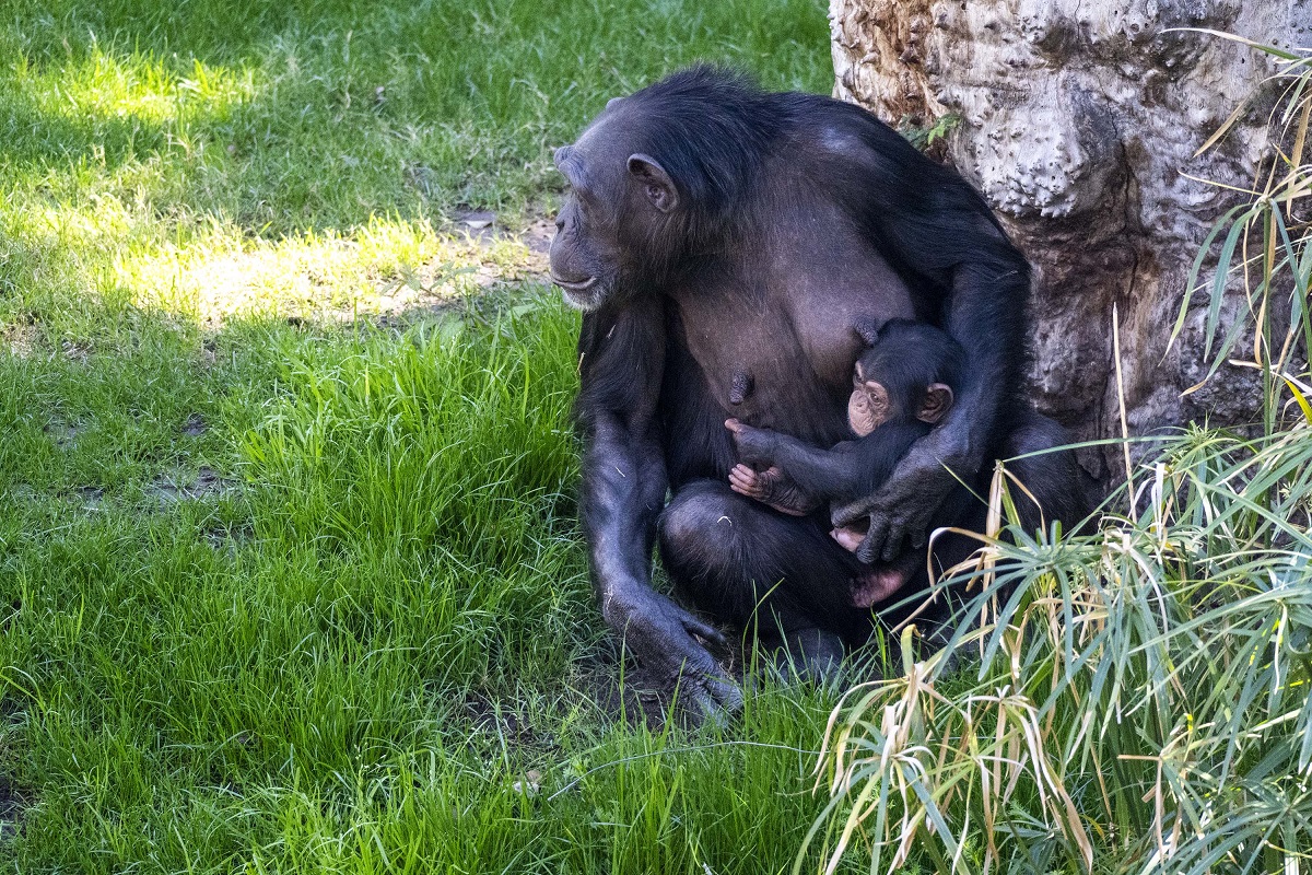 BIOPARC Valencia - La chimpancé Noelia con su cría en la selva ecuatorial