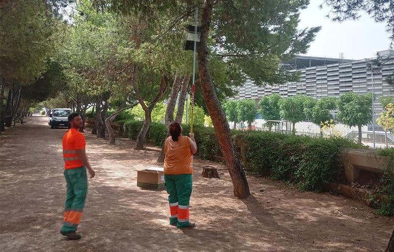 Paterna processionària