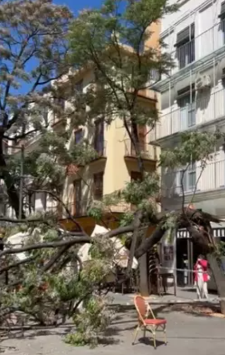 arbol caido plaza del Mercado Valencia