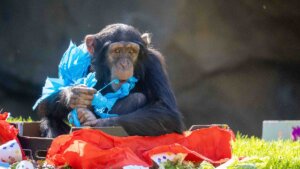 El chimpancé Djibril cumple 5 años