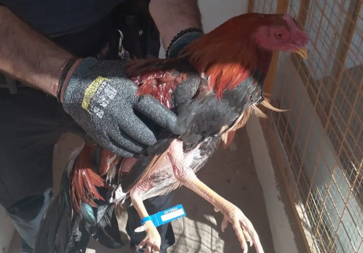 gallos de pelea La Punta Valencia