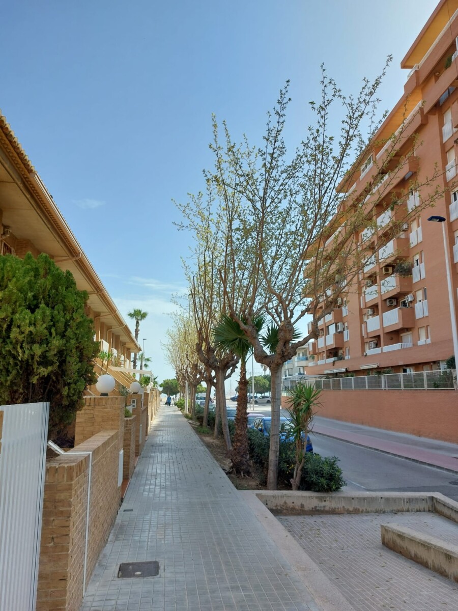 mejoras La Patacona Alboraya