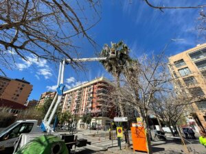 poda de palmeras en Valencia