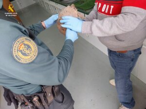 Un agente del Seprona entrega la tortuga a un empleado del Centro de Recuperación de Fauna de El Saler