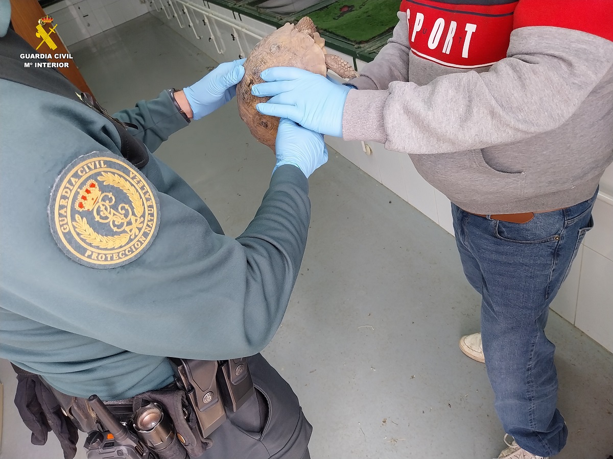 Un agente del Seprona entrega la tortuga a un empleado del Centro de Recuperación de Fauna de El Saler
