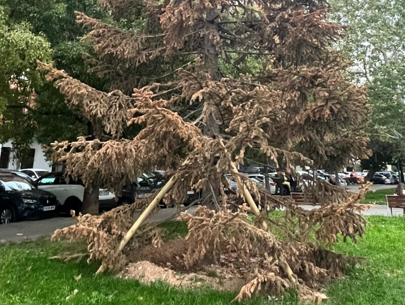 abeto seco San Marcelino Valencia