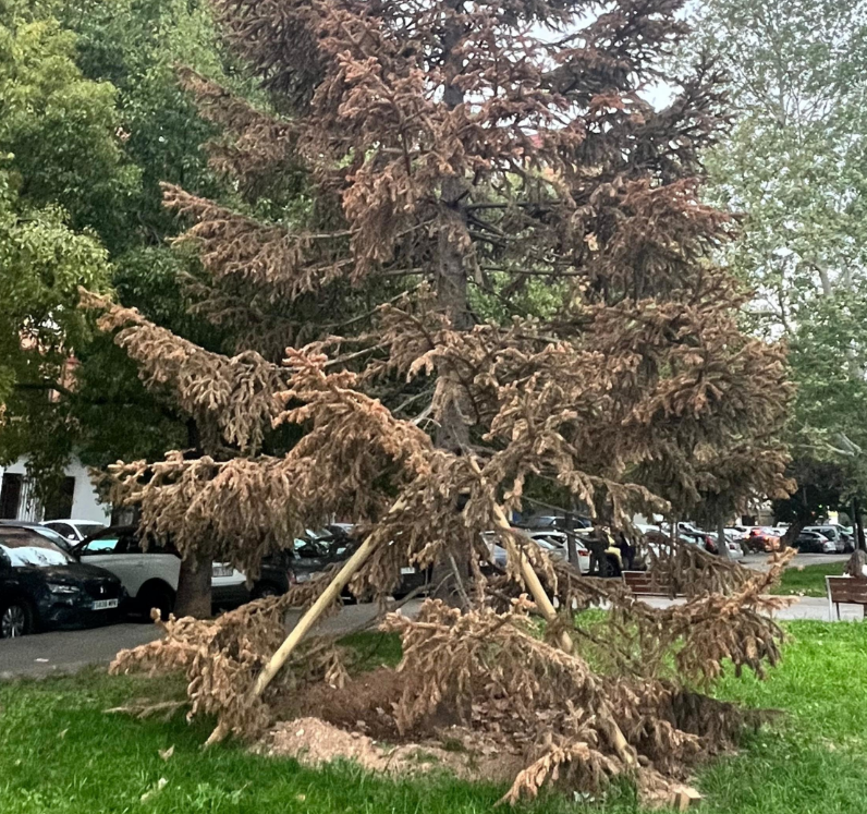 abeto seco San Marcelino Valencia