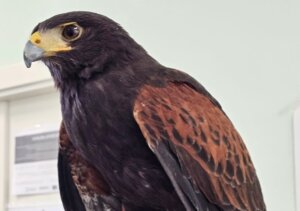 Ejemplar de águila Harris recuperada en Valencia