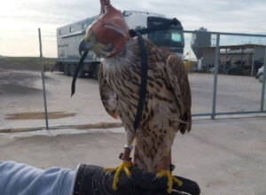 Ave rapaz utilizada para la caza en la Albufera