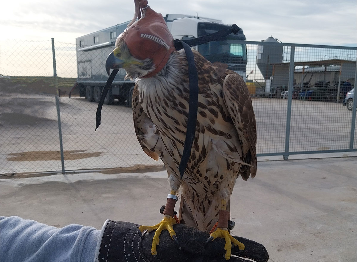 Ave rapaz utilizada para la caza en la Albufera