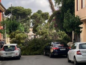 caída árbol centenario Rocafort