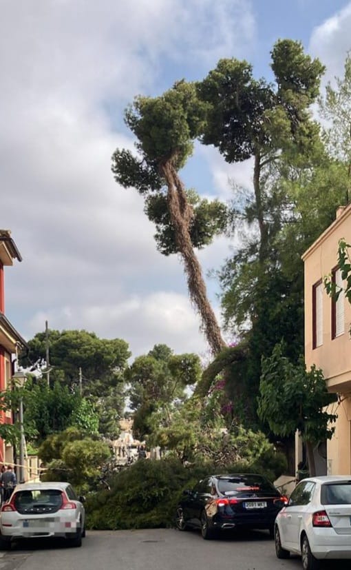 caída árbol centenario Rocafort
