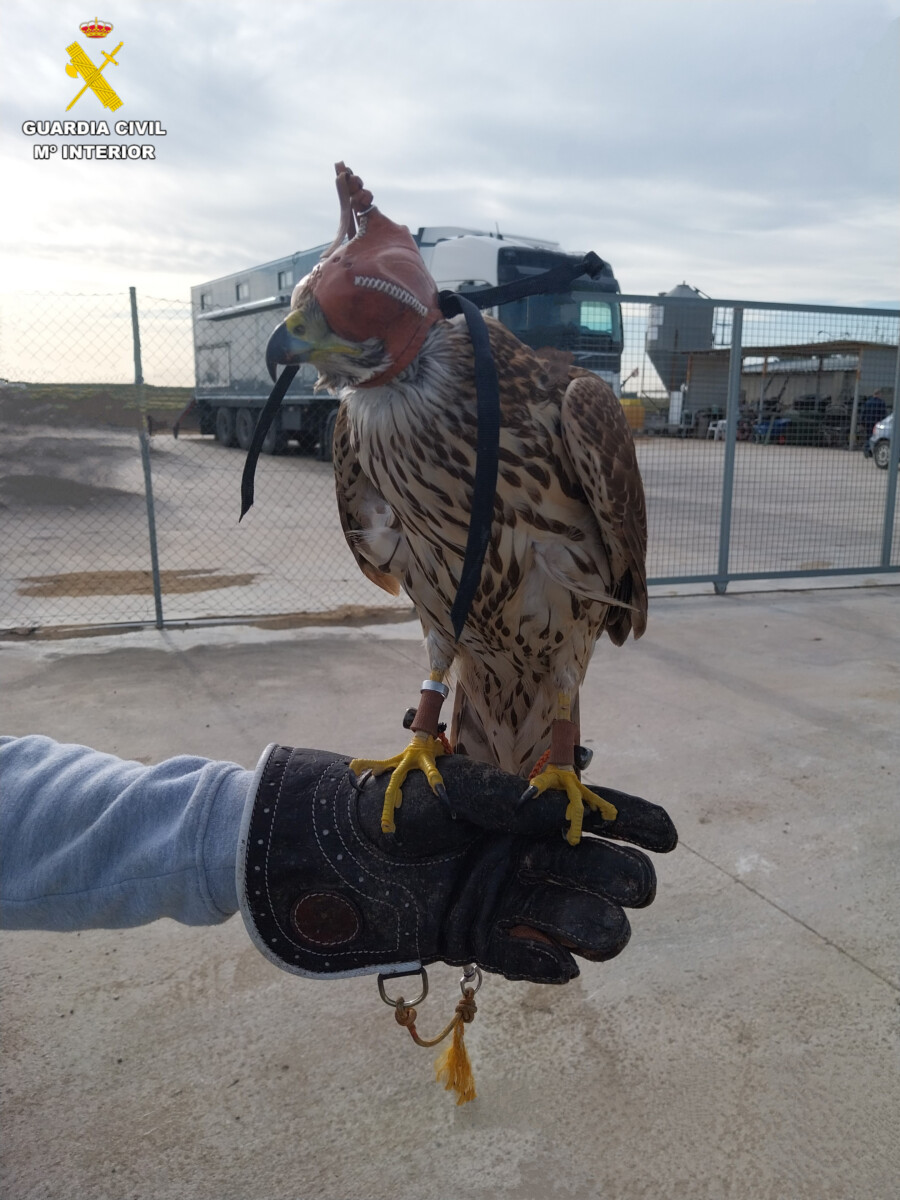 Ave rapaz utilizada para la caza en la Albufera