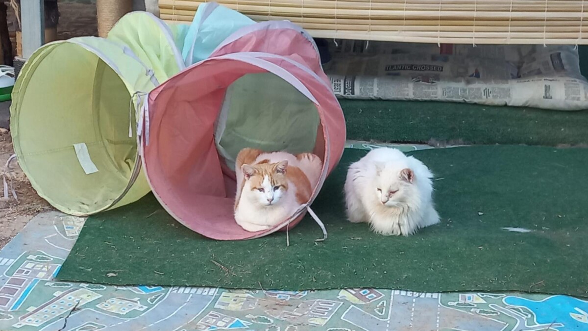 Gatera ubicada en la zona Táctica de Paterna