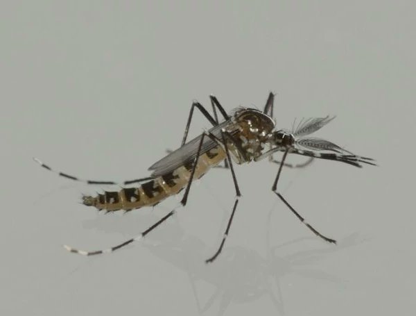Mosquito tigre