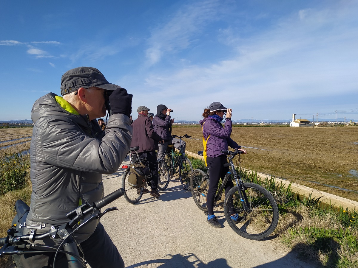 Observación de aves en la Albufera