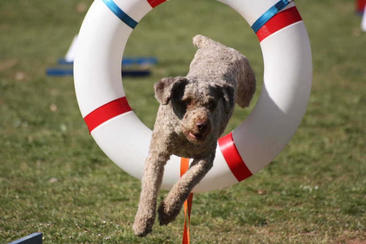 Competición canina Agility
