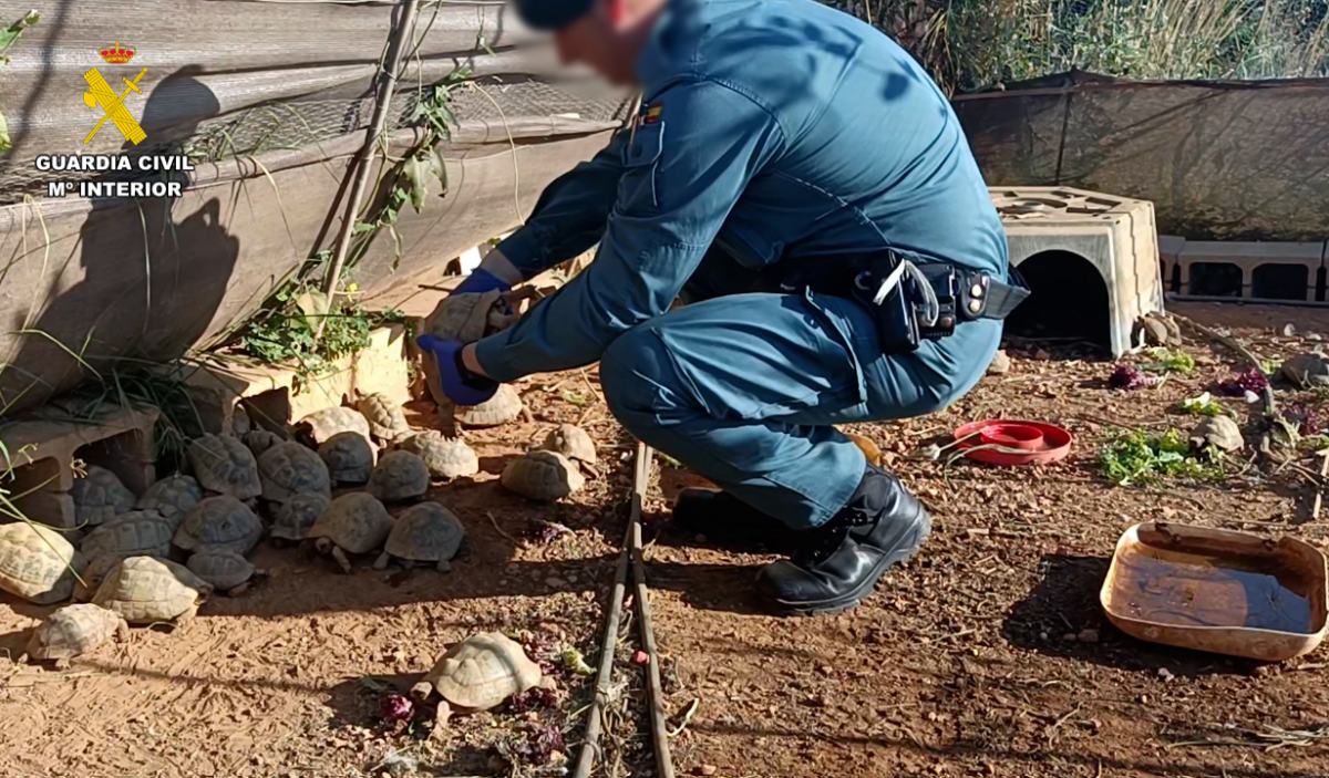 tortuga mora Picassent