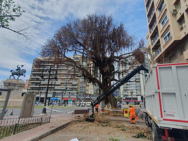 Ficus de la plaza de España recuperado