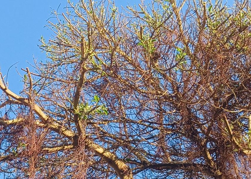 Ficus de la plaza de España recuperado