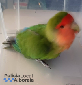 agaporni policia local Alboraia