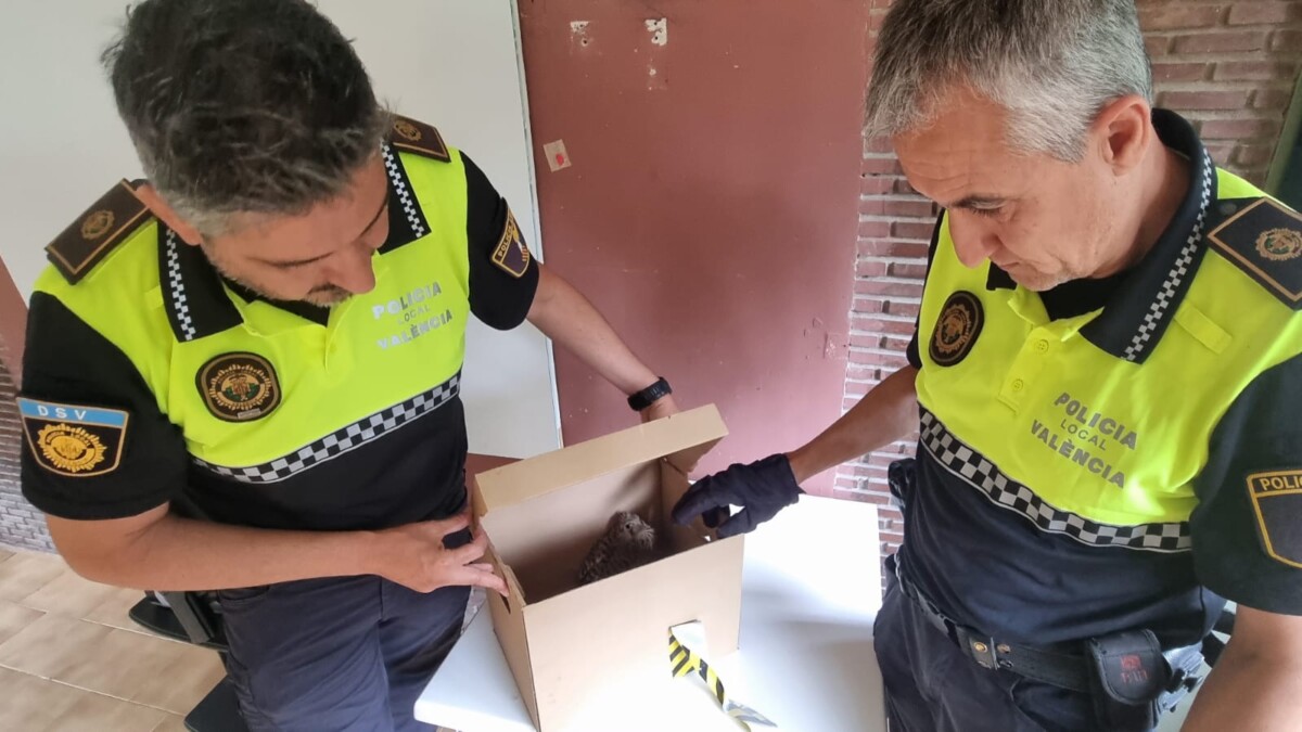 Cernícalo rescatado Valencia