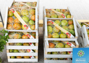 feria del tomate meliana