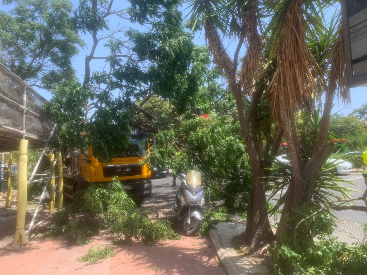 Camión árbol plaza América