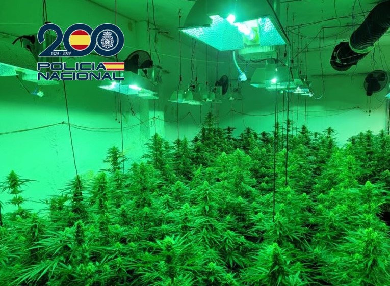 Plantación de marihuana