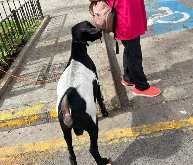 cabra suelta torrent