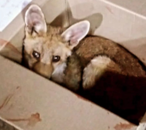 cachorro rescatado Policía Local Paterna