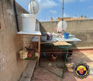 gallos pelea Paterna