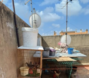 incautación operación pollo nocturno Paterna