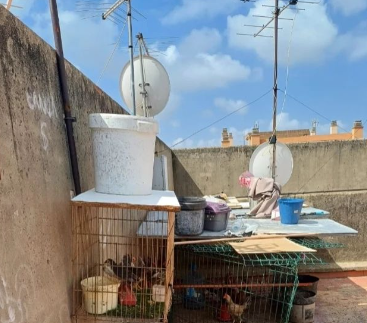 incautación operación pollo nocturno Paterna