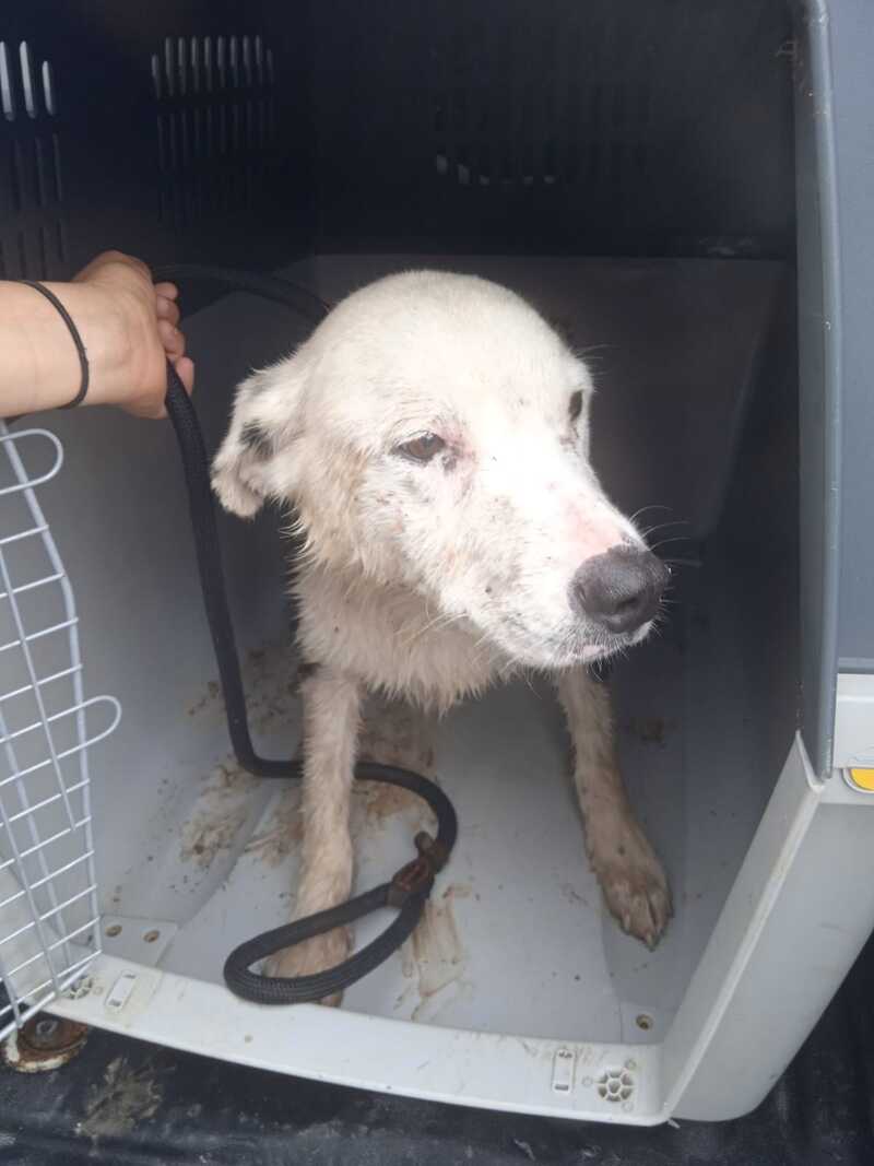 Perro rescatado La Punta
