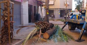 retirada palmeras Torrent