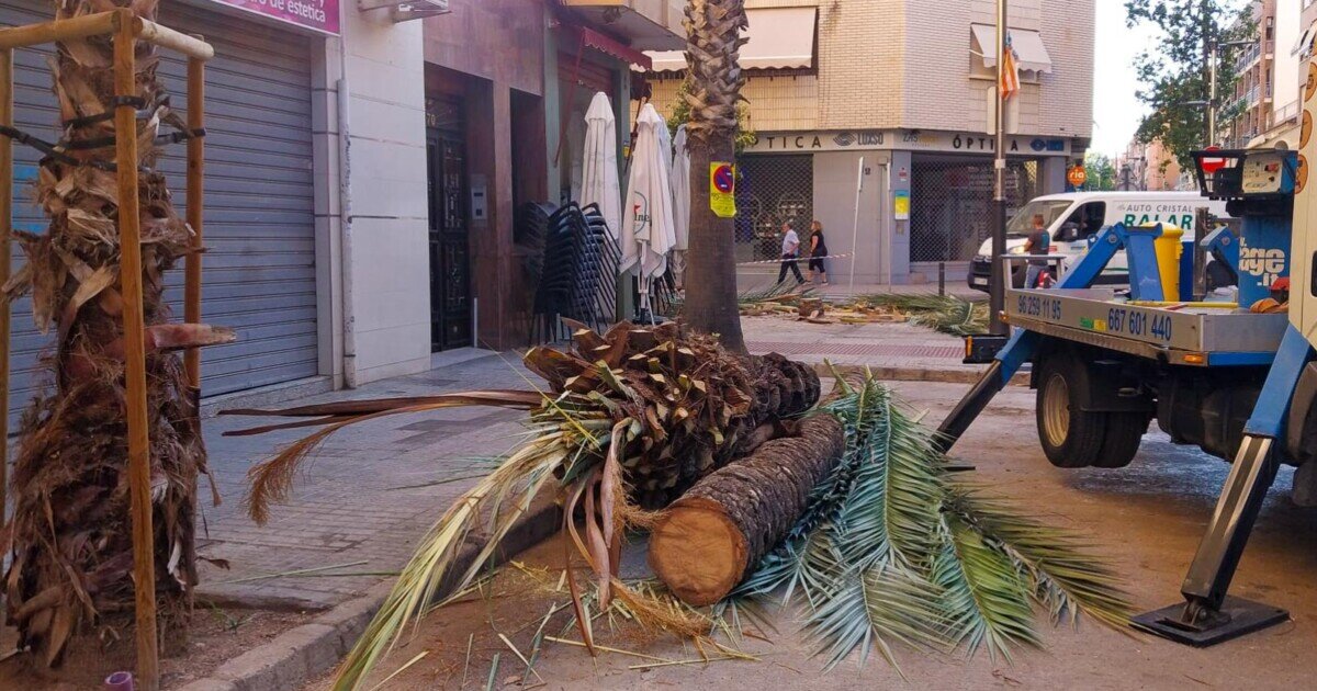 retirada palmeras Torrent