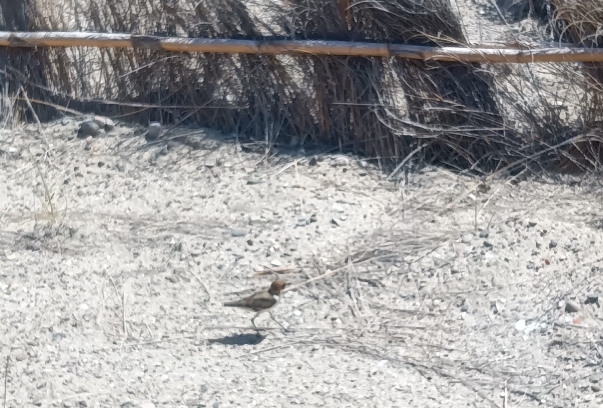 Liberan al chorlitejo patinegro afectado por los vertidos de El Saler