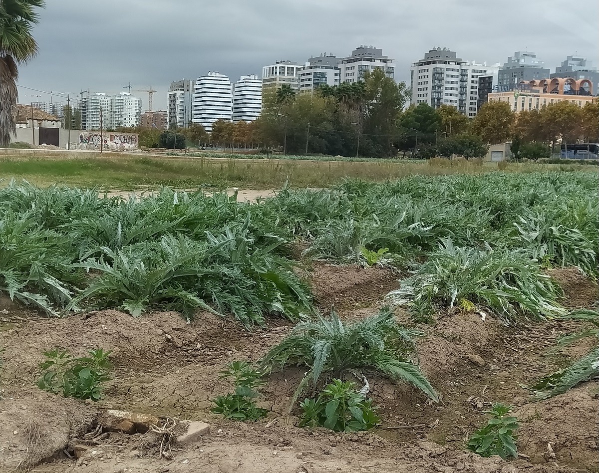 Projecte Horta-Tech de control del reg amb fibra òptica i sensors