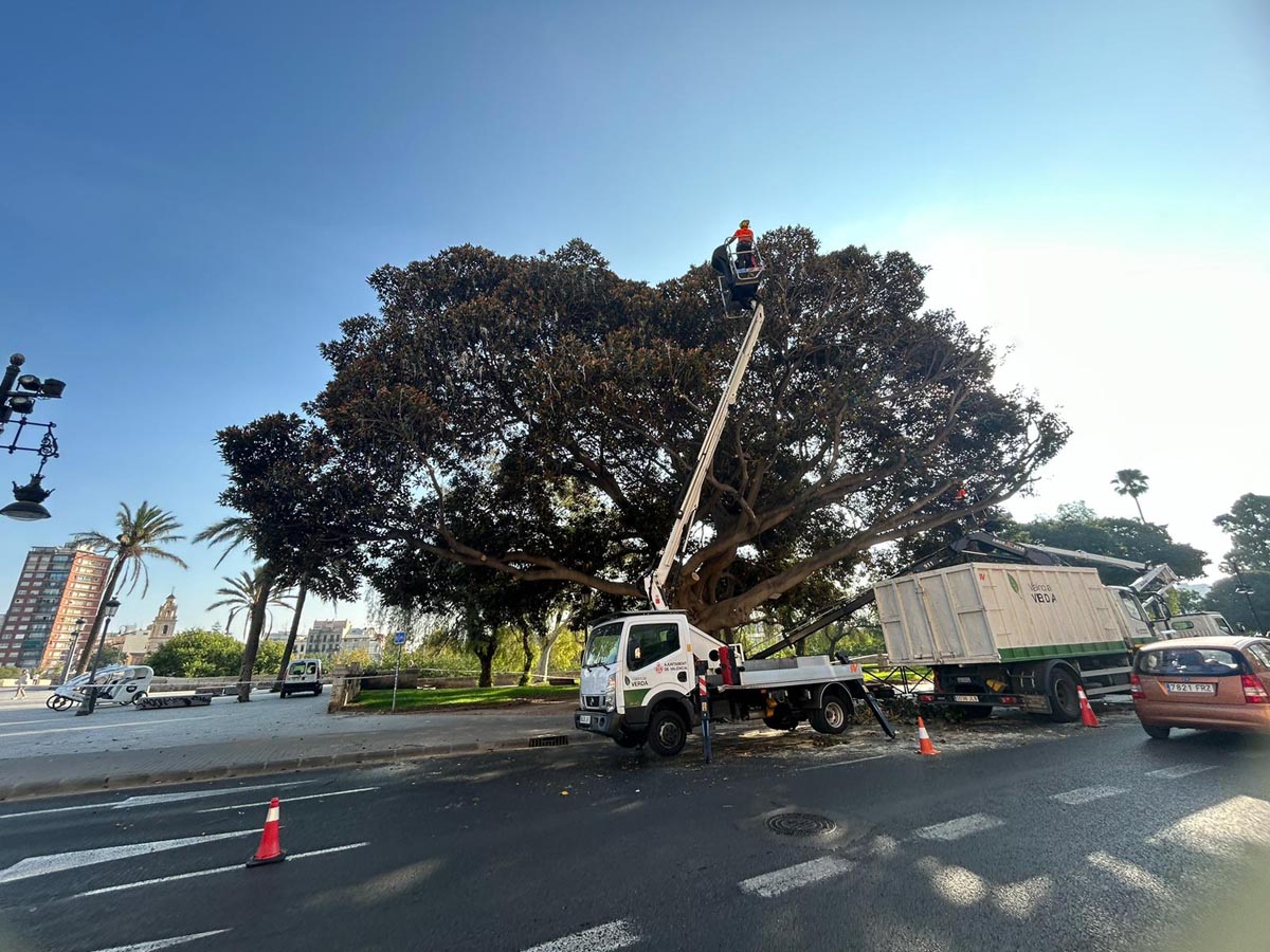 Poda del ficus monumental de las 'alameditas' de Serranos