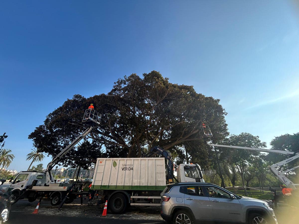 Poda del ficus monumental de las 'alameditas' de Serranos