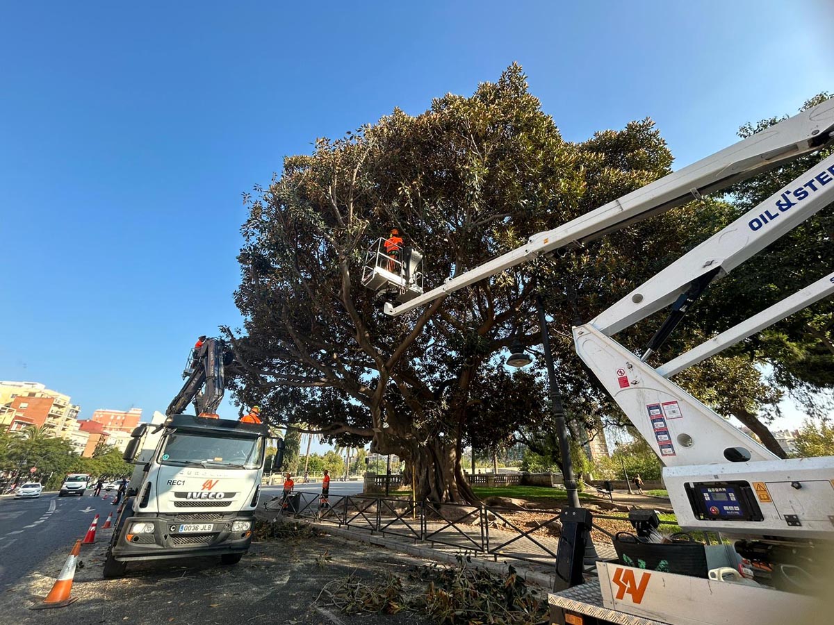 Poda del ficus monumental de las 'alameditas' de Serranos