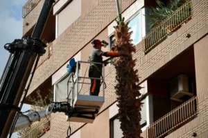 Trabajador retirando palmera en edificio de Torrent