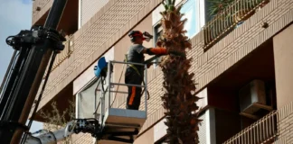 Trabajador retirando palmera en edificio de Torrent