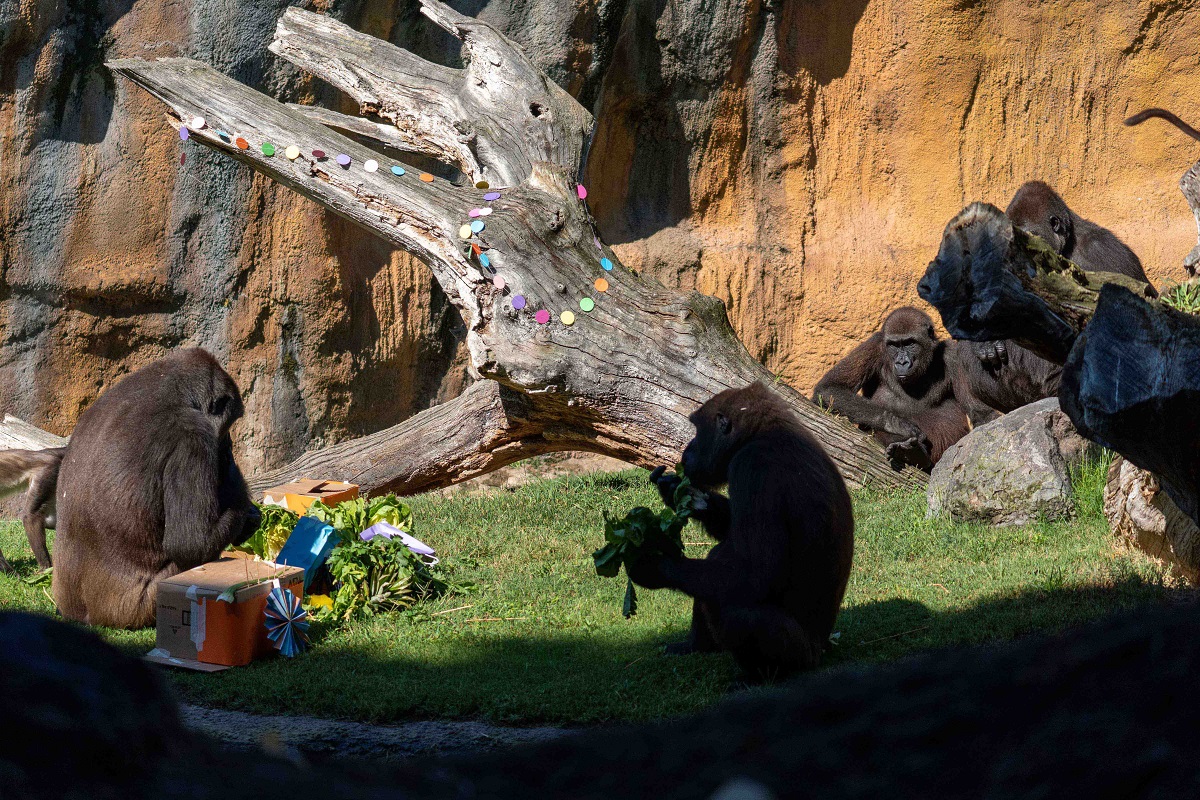 La gorila Virunga celebra su 8º cumpleaños en BIOPARC Valencia